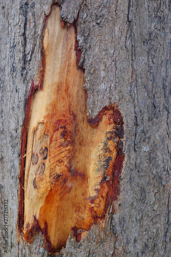 Closeup brown fresh bark incision on tree surface