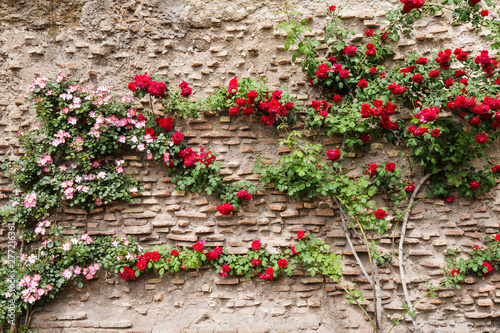Foto Idyllic scene of a rustic structured old wall covered by rose branches