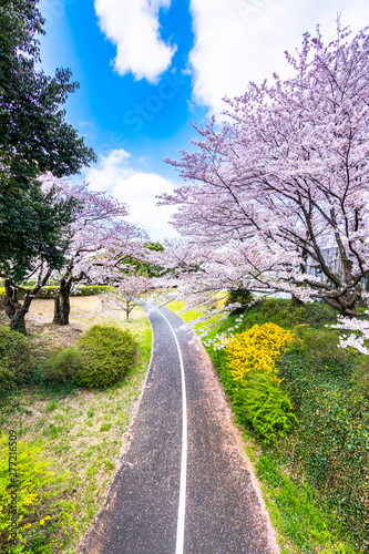 Cherry blossom season at the park in Tokyo Japan