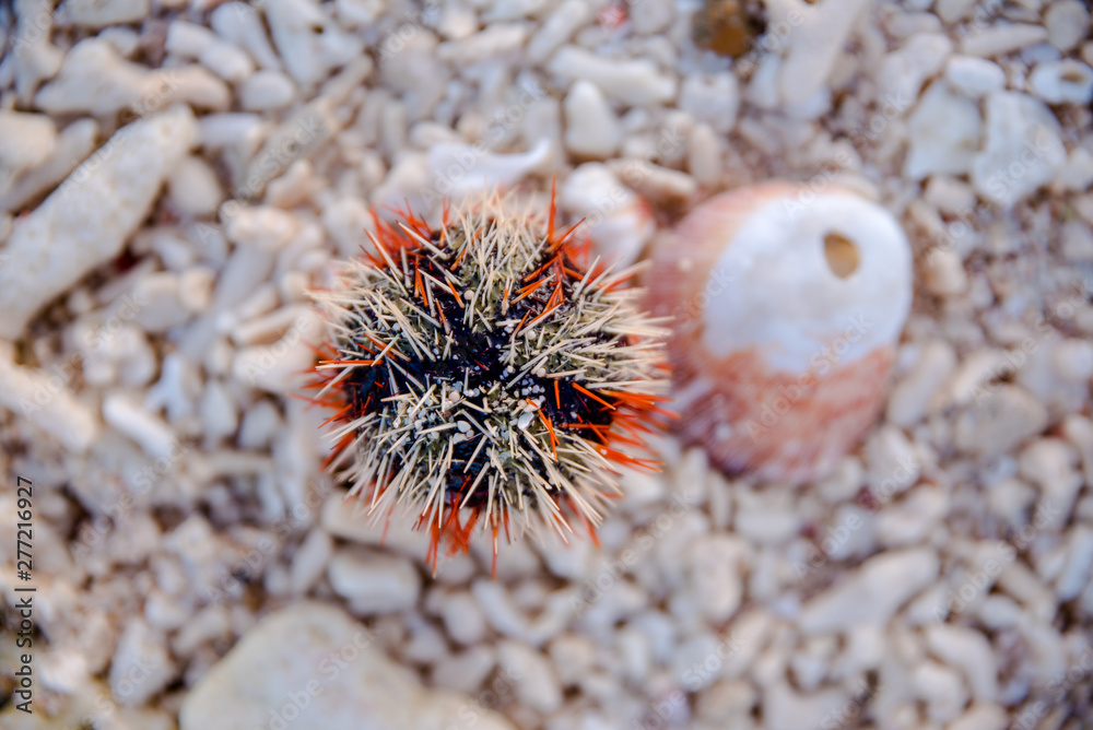 Fototapeta premium Sea urchin at the shore of Sombrero Island, Masbate, Philippines