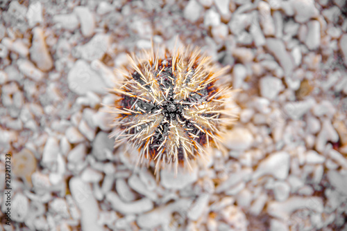 Sea urchin at the shore of Sombrero Island  Masbate  Philippines