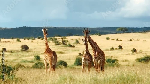 Giraffes at African grasslands