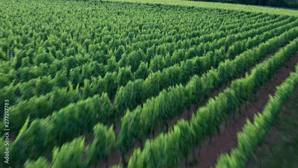 Drone video from German vineyards Drone video from German vineyards