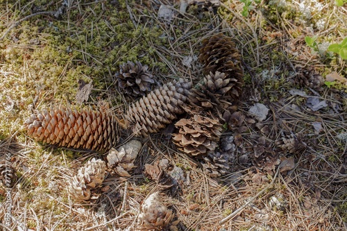 Beautiful view of several pine cones of different sizes and forms. Beautiful nature backgrounds.