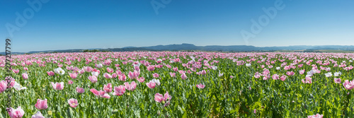 Panorama of a field of breadseed poppies © Circumnavigation