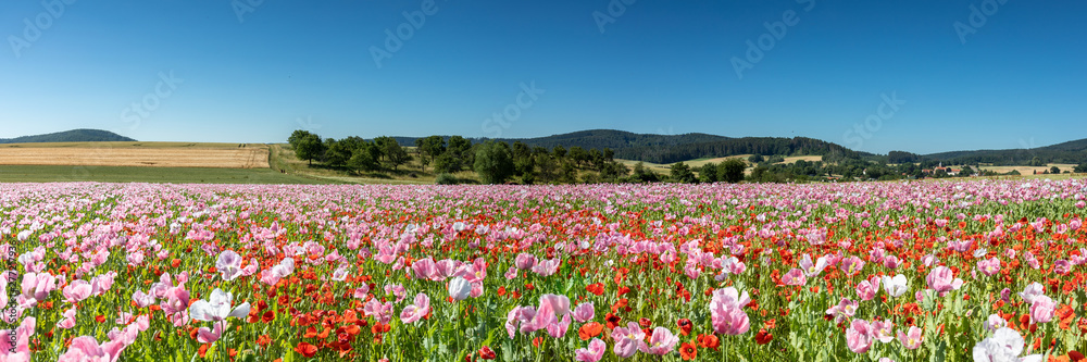 Meadow of breadseed and corn poppies