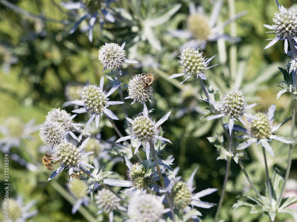 Eryngium planum Panicaut à feuilles planes ou chardon bleu Stock