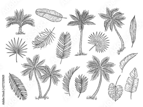 Sketch palm tree. Tropical rain forest trees and exotic palm leaves vintage hand drawing vector isolated set. Foliage leaf exotic, organic palm, botany tropical illustration