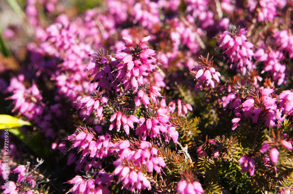 Erica carnea vivelli or winter-flowering heather pink flowers Erica carnea vivelli or winter-flowering heather pink flowers