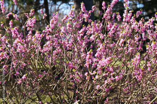 Fototapeta Daphne mezereum or february daphne or mezereon or spurge laurel pink spring flow