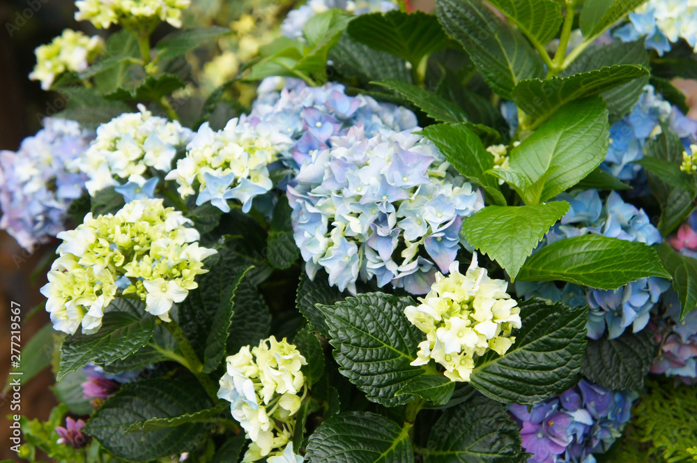 Hydrangea macrophylla blue and green flowers with leaves Hydrangea macrophylla blue and green flowers with leaves