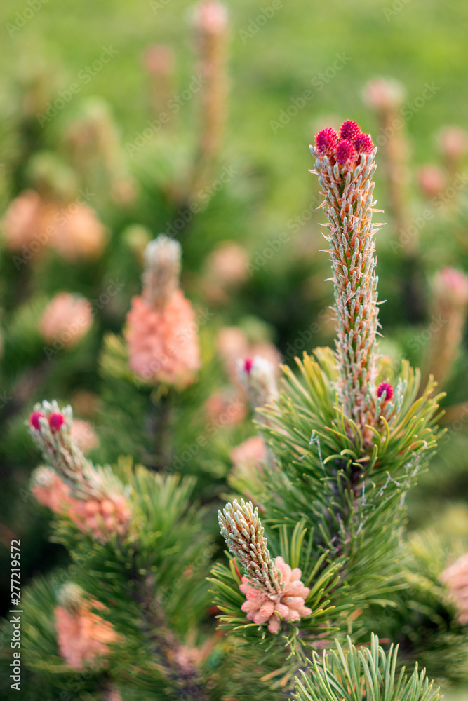 Blooming pine tree. Coniferous tree with flowers on branches. Blooming pine tree. Coniferous tree with flowers on branches.