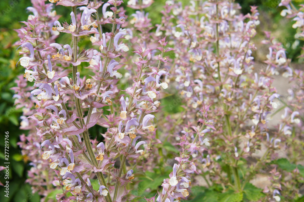 Fototapeta premium Salvia sclarea clary sage flowers close up