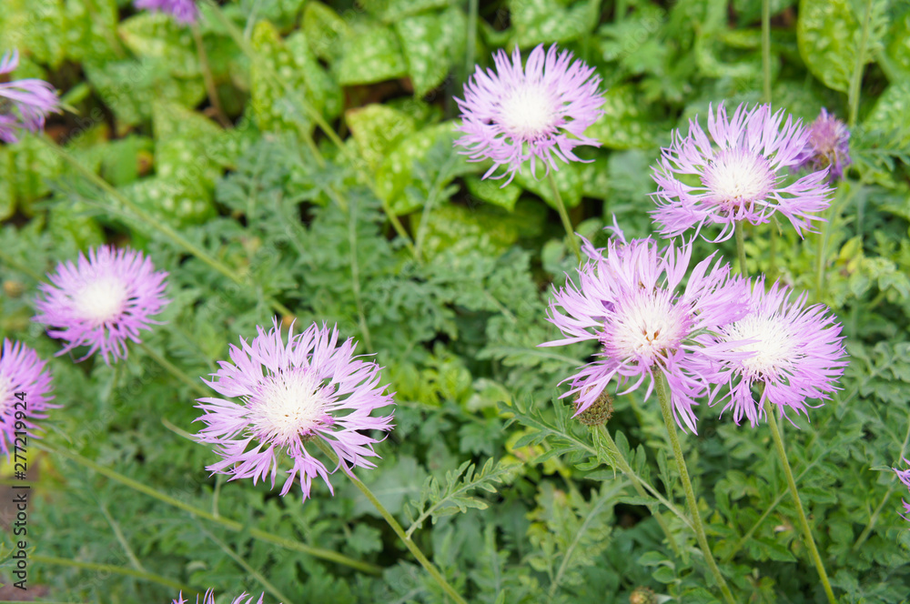 Obraz premium Centaurea dealbata persian cornflower purple flowers with green