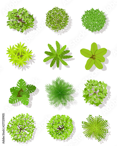 Top view tree. Landscape plan trees with leaves and bushes. Garden planting vector isolated on white design elements