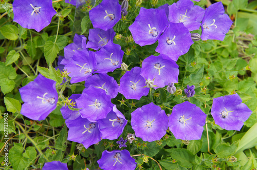 Campanula carpatica blue clips tussock bellflower