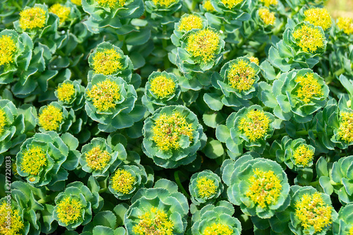 Rhodiola rosea blossom by springtime at solar day photo