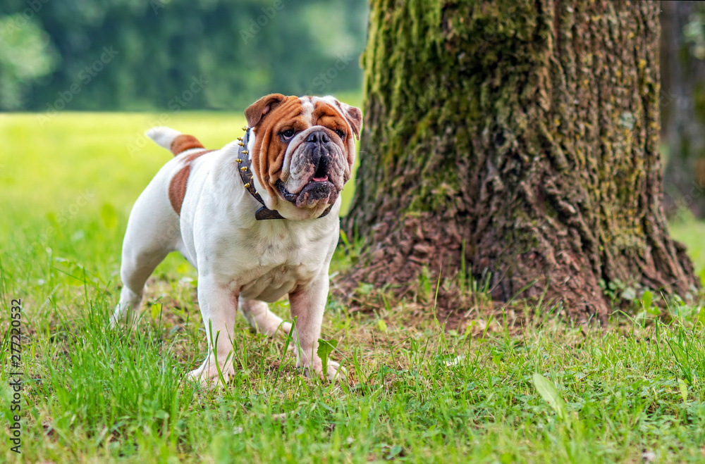 Young english bulldog, standing in a grass and looking into the distance