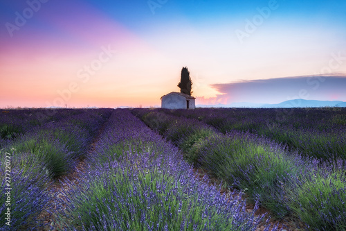 kolorowe pola lawendy w rozkwicie w valensole, Francja