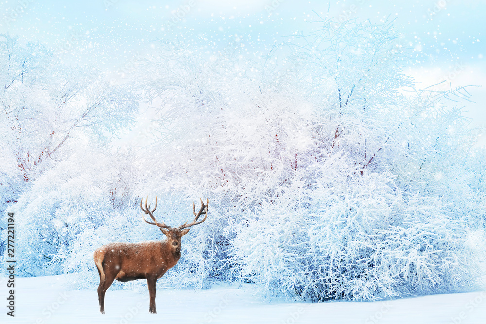 Noble deer on the background of white trees in the snow in the forest.  Beautiful winter landscape. Christmas background. Winter christmas  wonderland. Stock Photo