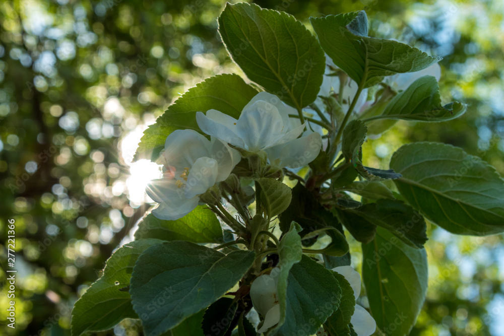Fototapeta premium Blooming Apple tree in may in the city yards.
