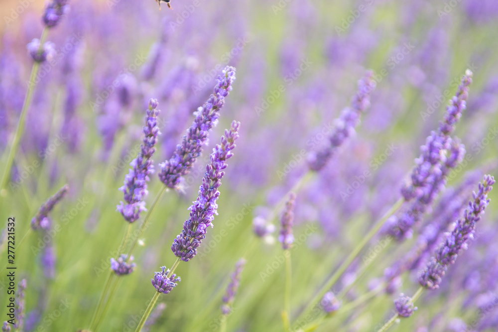 close up of lavender field blooming close up of lavender field blooming