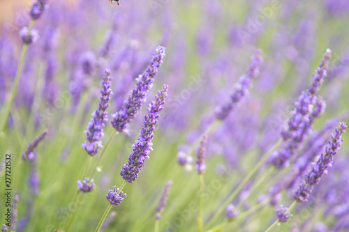 close up of lavender field blooming © jon_chica