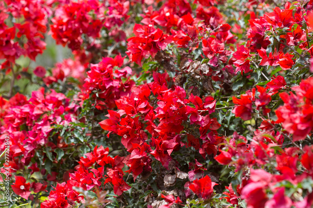 beautiful background of red flowers