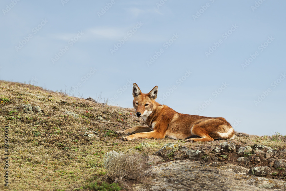 Fototapeta premium Rare and endangered Ethiopian wolf lying in the highlands of Bale mountains, Ethiopia.
