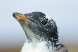 Portrait of a young molting Gentoo penguin