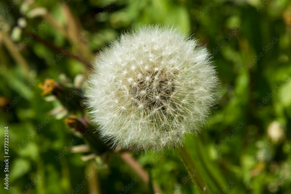 Fototapeta premium Lush white head of a dandelion in the grass city.