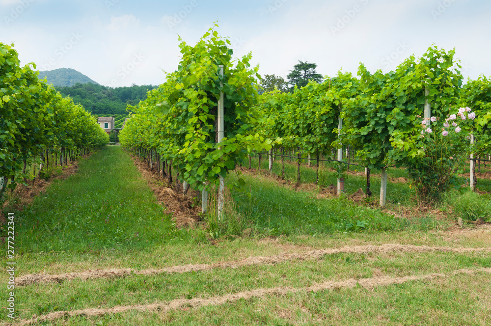Prosecco hills, view of some vineyards from Valdobbiadene, Italy