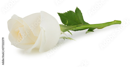 white rose flower isolated on white background photo