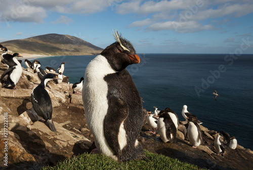 Close up of a Rockhopper penguin (Eudyptes chrysocome) standing in a group of penguins and Imperial Cormorants on a coastal area of Falkland Islands.