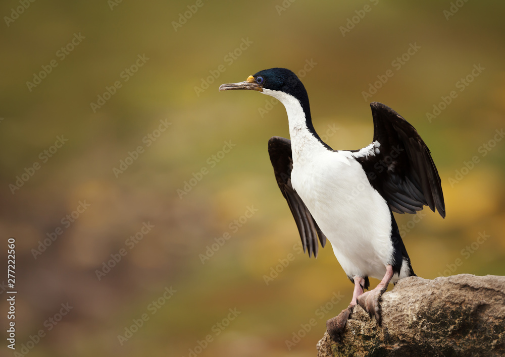Imperial shag perched with wings spread