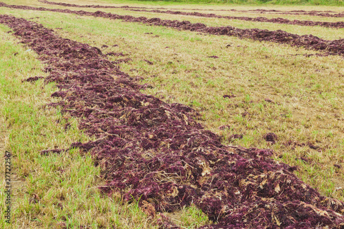 Red seaweed drying on the field for agar production photo