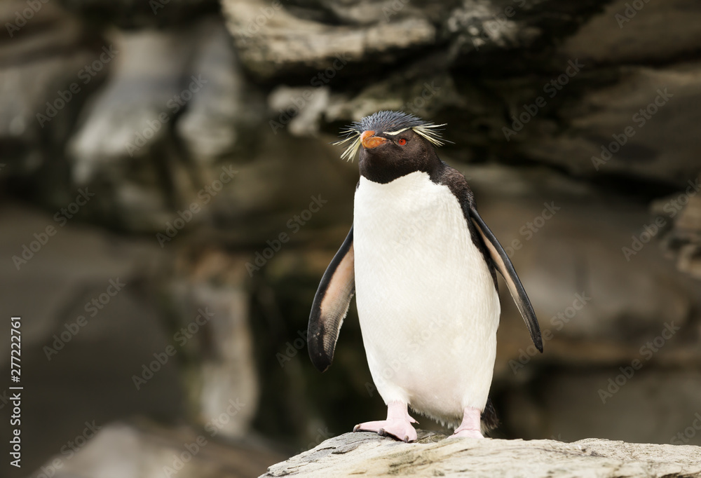 Obraz premium Southern rockhopper penguin standing on a rock