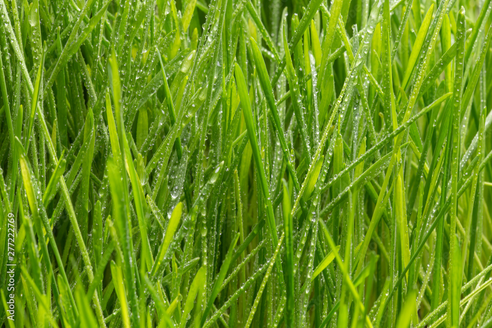Fresh green grass with dew drops closeup. Nature Background Fresh green grass with dew drops closeup. Nature Background