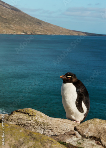Rockhopper penguin standing on rocks on a coastal area of Falkland Islands.