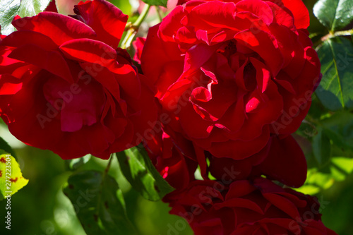 Close up of red roses on a bush in bloom in sunshine