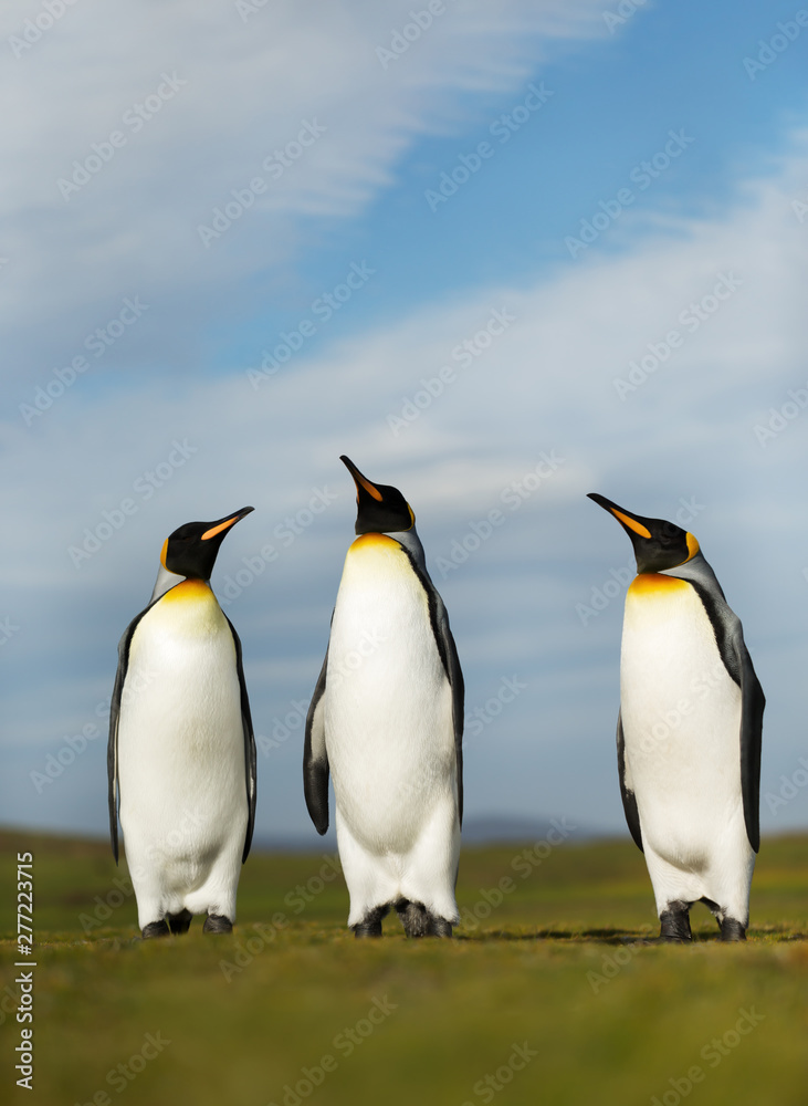Fototapeta premium Close up of King penguins on a sunny summer day