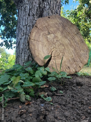 stump in forest