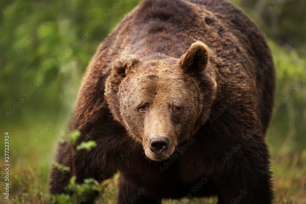 Close-up of a huge European brown bear