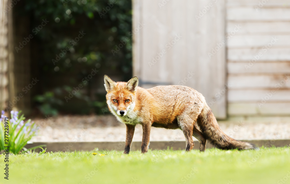 Fototapeta premium Close up of a red fox in the garden by a shed