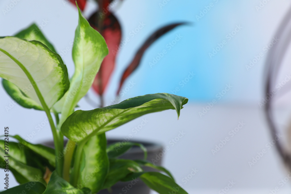 Beautiful Dieffenbachia on blurred background. Trendy plants for home Beautiful Dieffenbachia on blurred background. Trendy plants for home