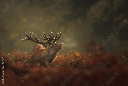 Red Deer stag during rutting season with breath condensing on a misty autumn morning