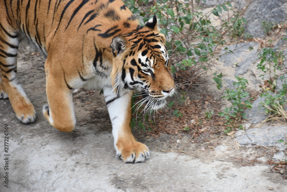Obraz premium the tiger imposingly lies on emerald grass and rests, Beautiful powerful big tiger cat Amur tiger on the background of summer green grass and stones.
