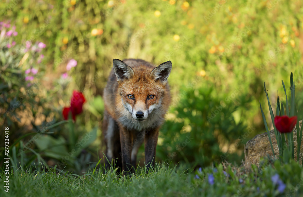 Close up of a red fox among flowers Close up of a red fox among flowers