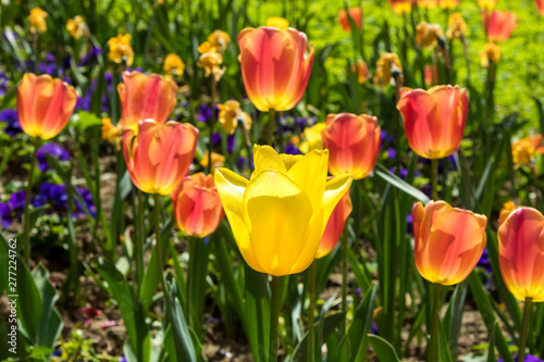 In spring  tulips grew and blossomed in parks and flower beds.