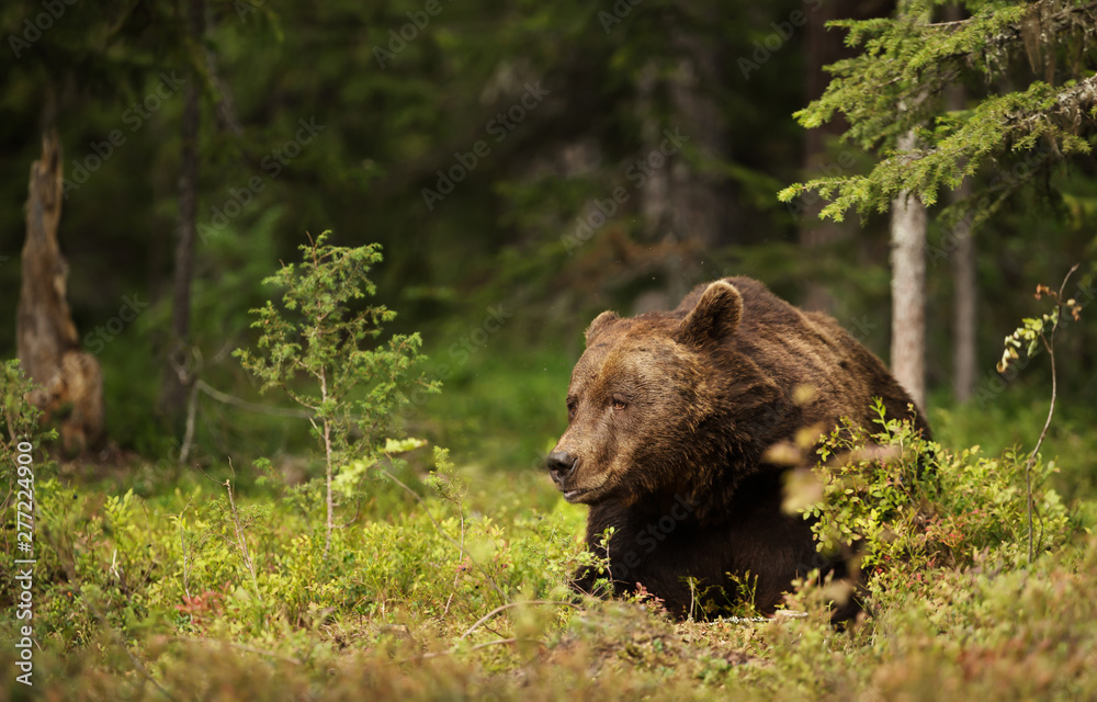Close-up of a male European brown bear lying in boreal forest